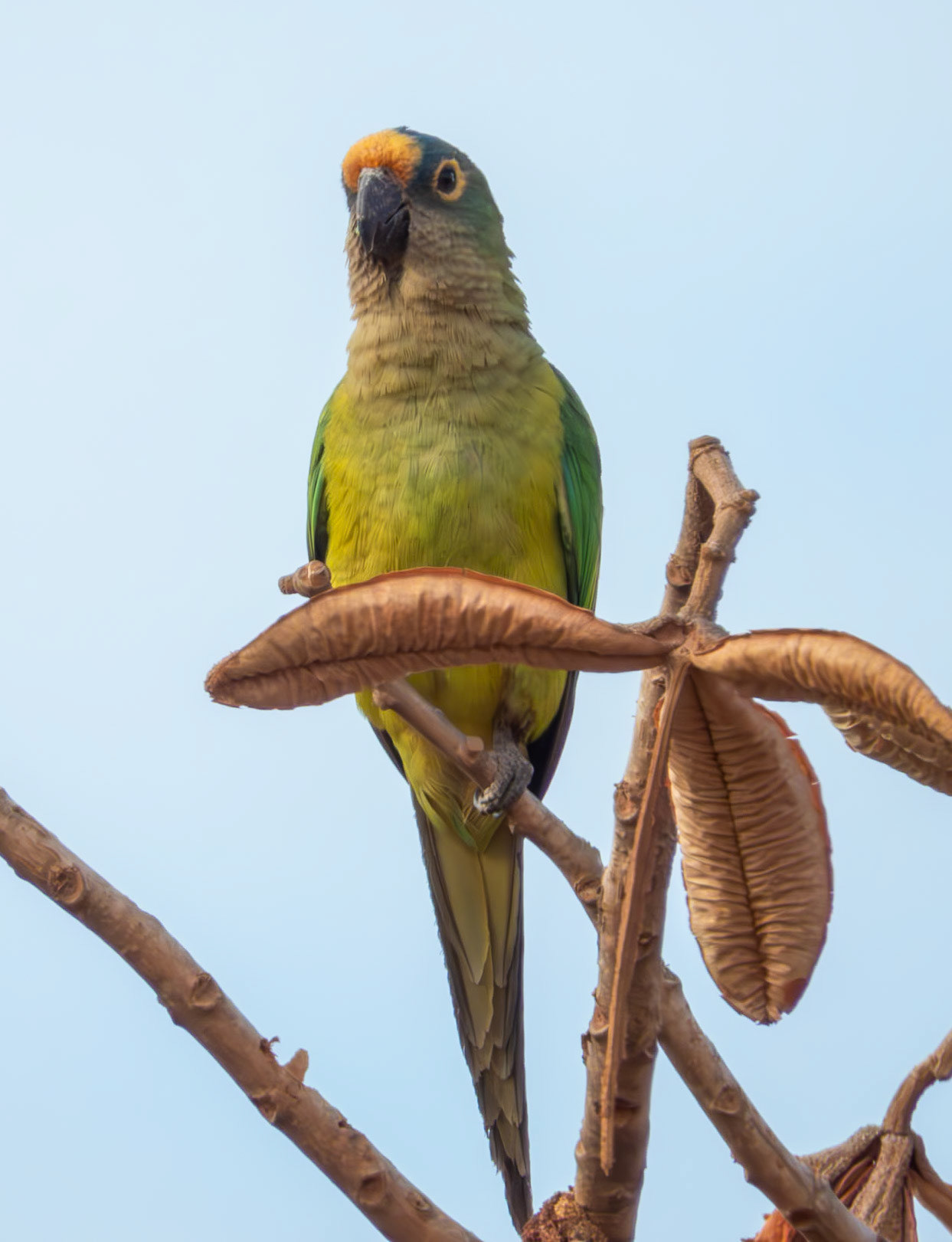 Peach-fronted Parakeet