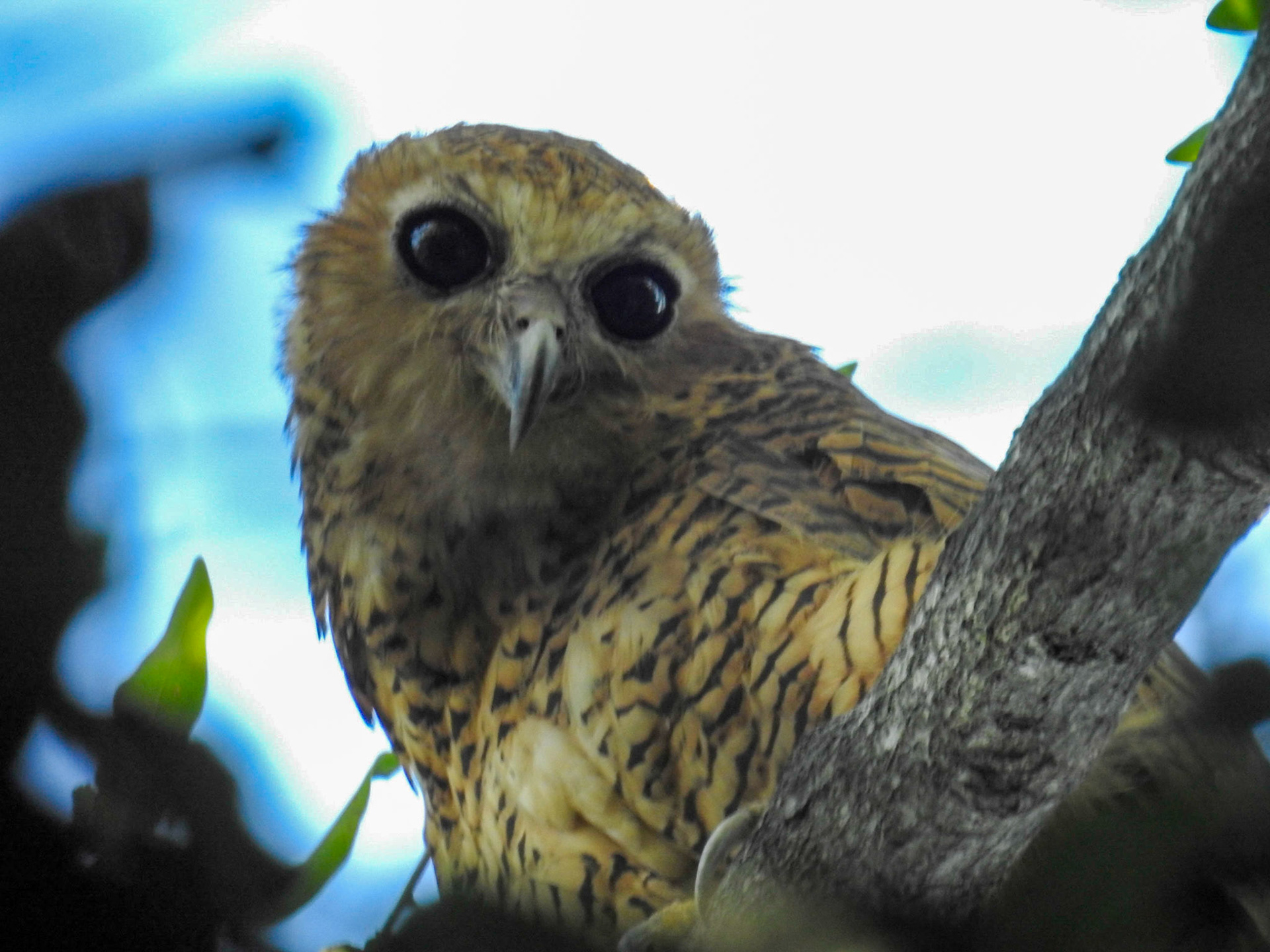 Pel's Fishing Owl