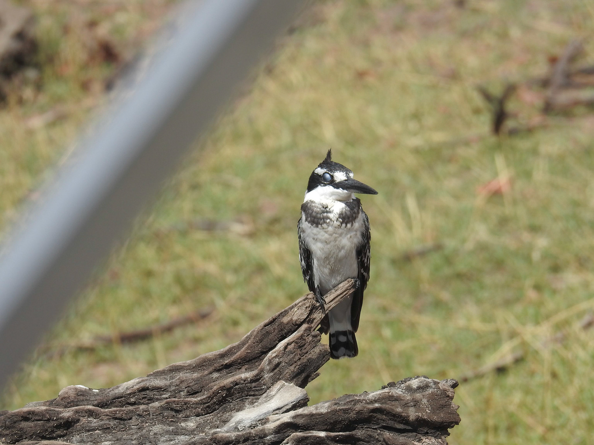 Pied Kingfisher