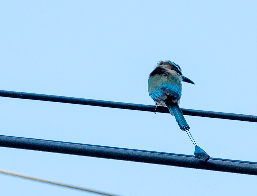 Lesson's Motmot