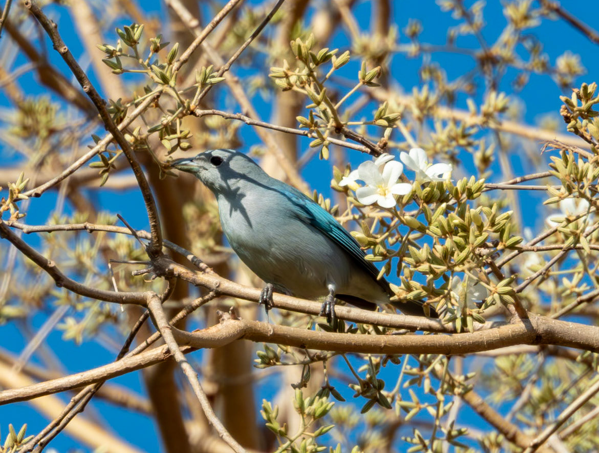 Sayaca Tanager