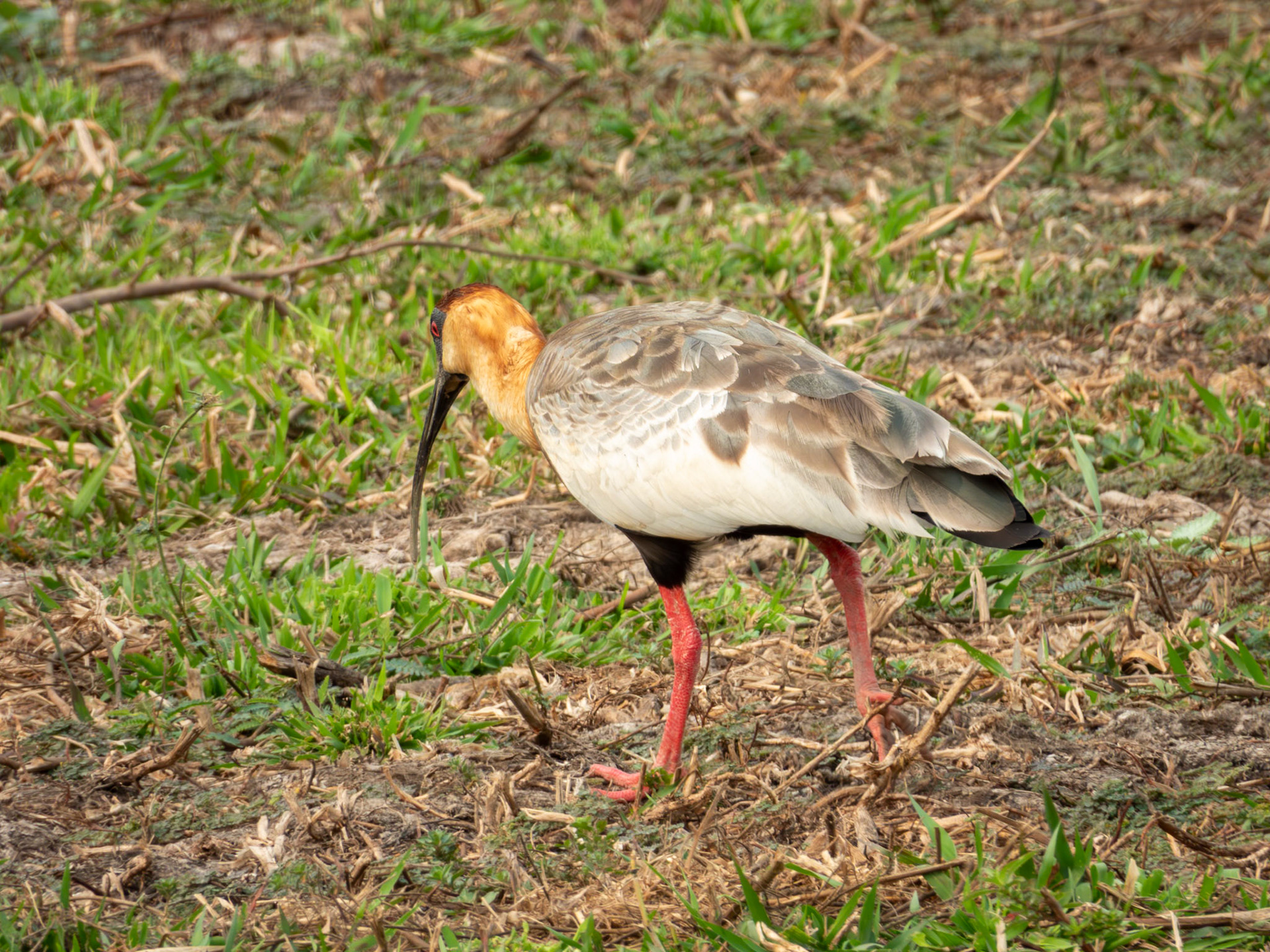 Buff-necked Ibis