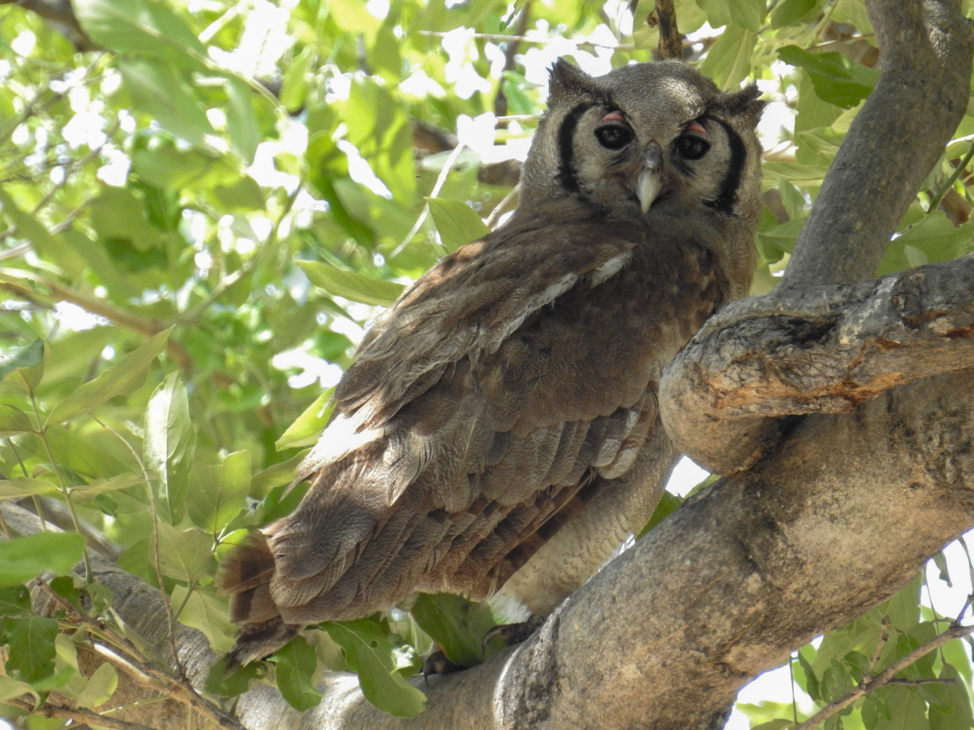 Verreaux's Eagle-Owl