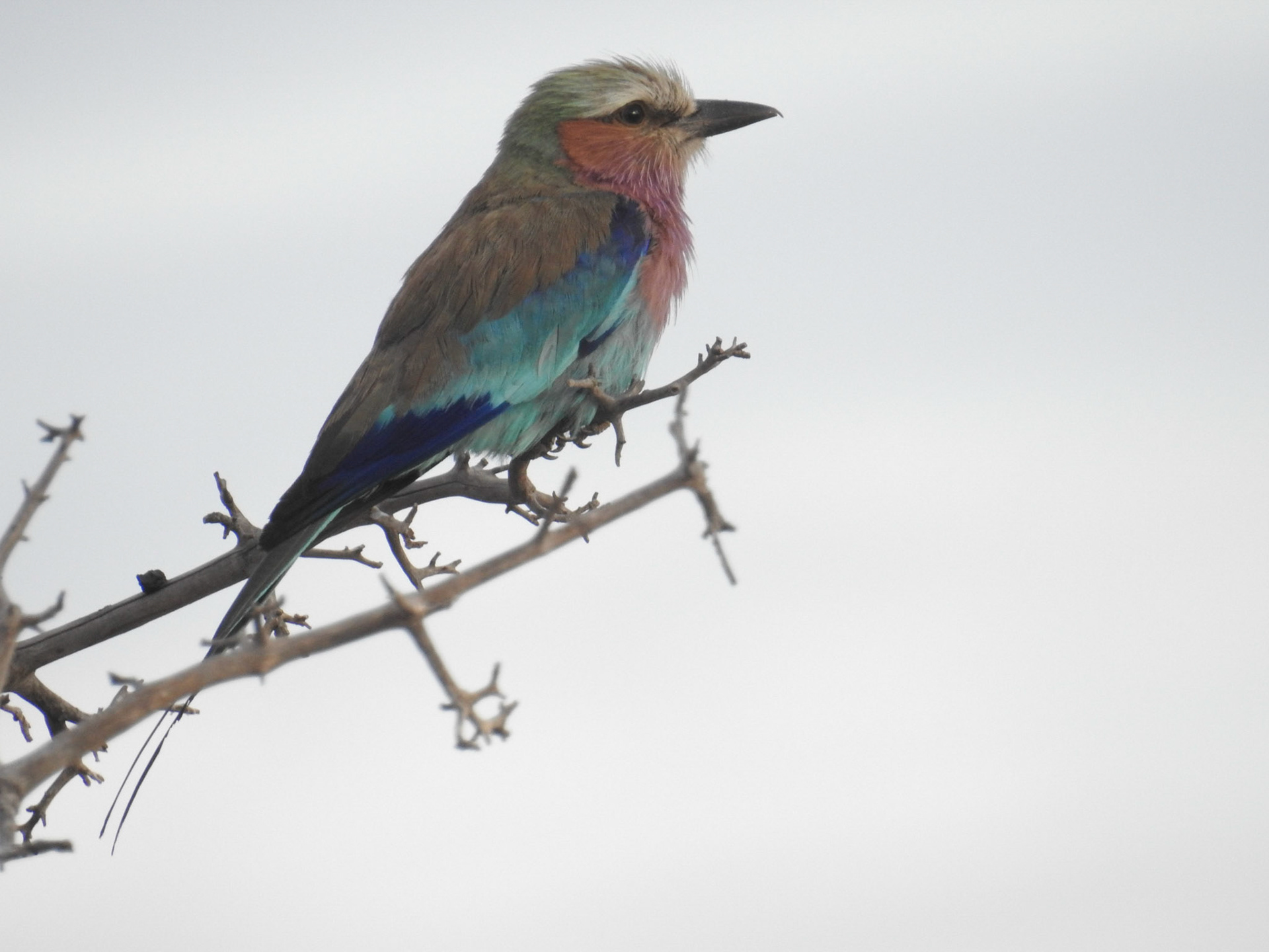 Lilac-Breasted Roller