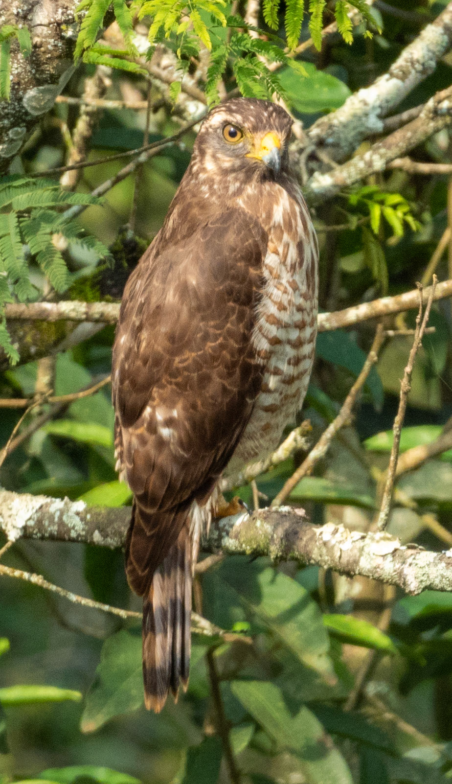 Roadside Hawk
