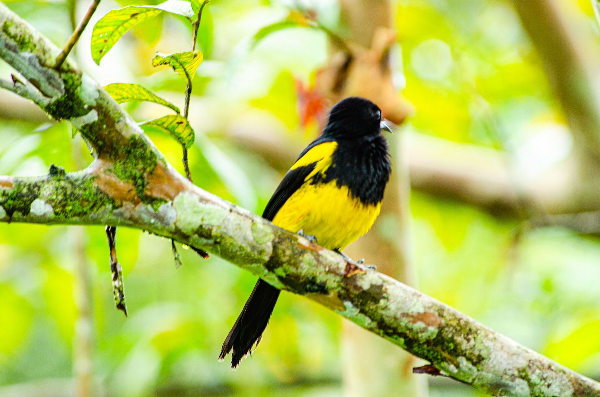 Black-coweled Oriole