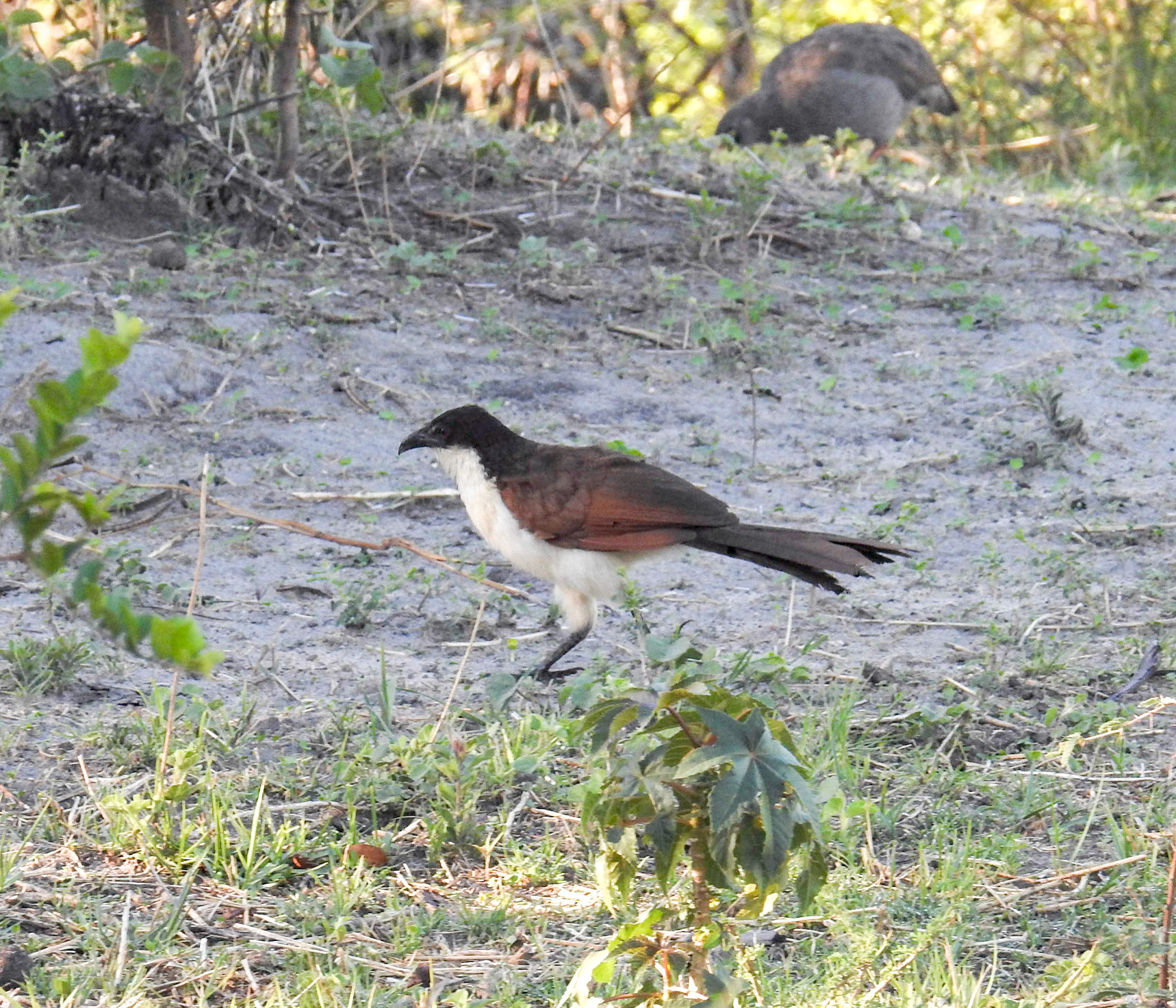 Senegal Coucal