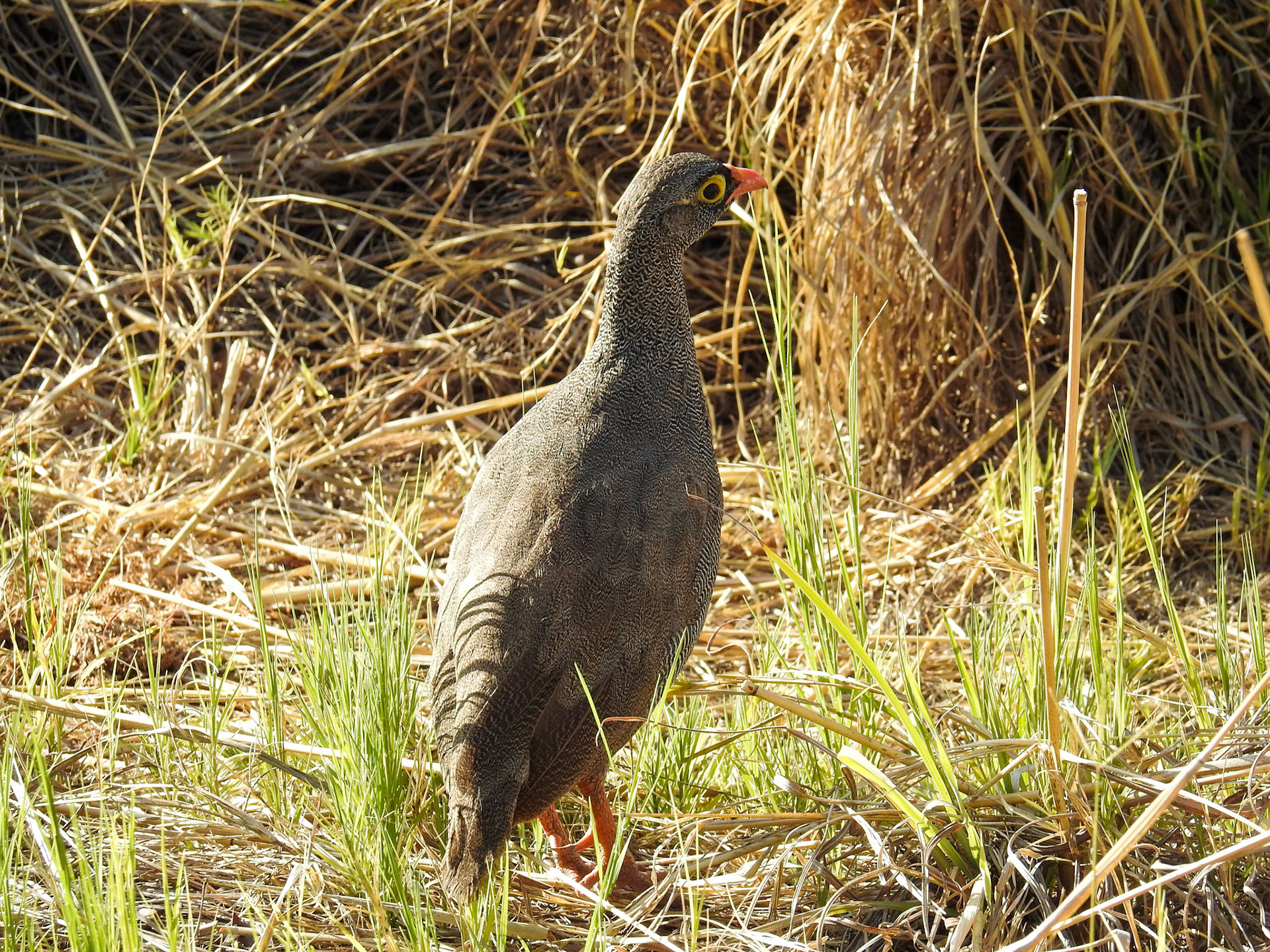 Red-billed Spurfowl