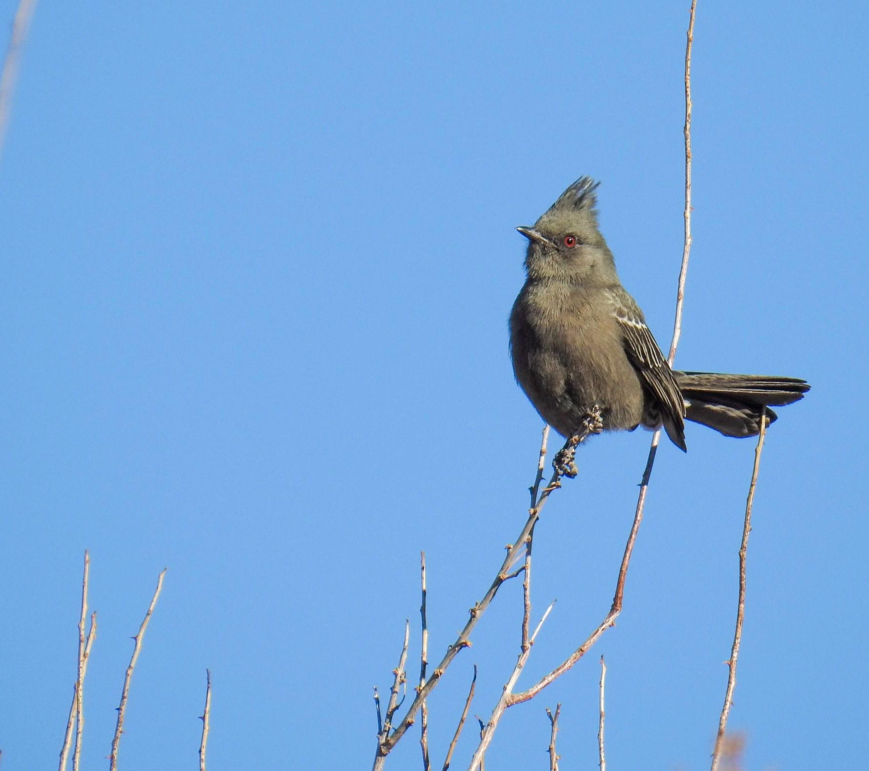 Phainopepla