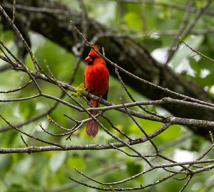 Northern Cardinal