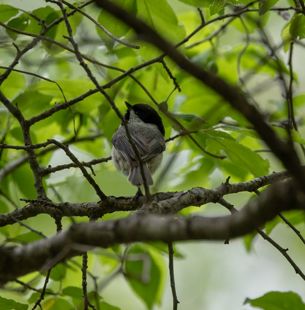 Carolina Chickadee