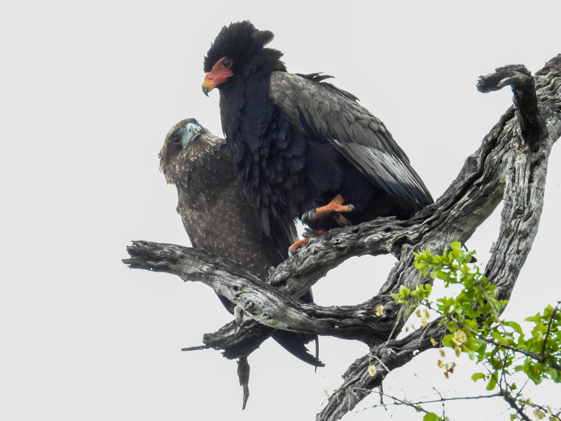 Bateleur
