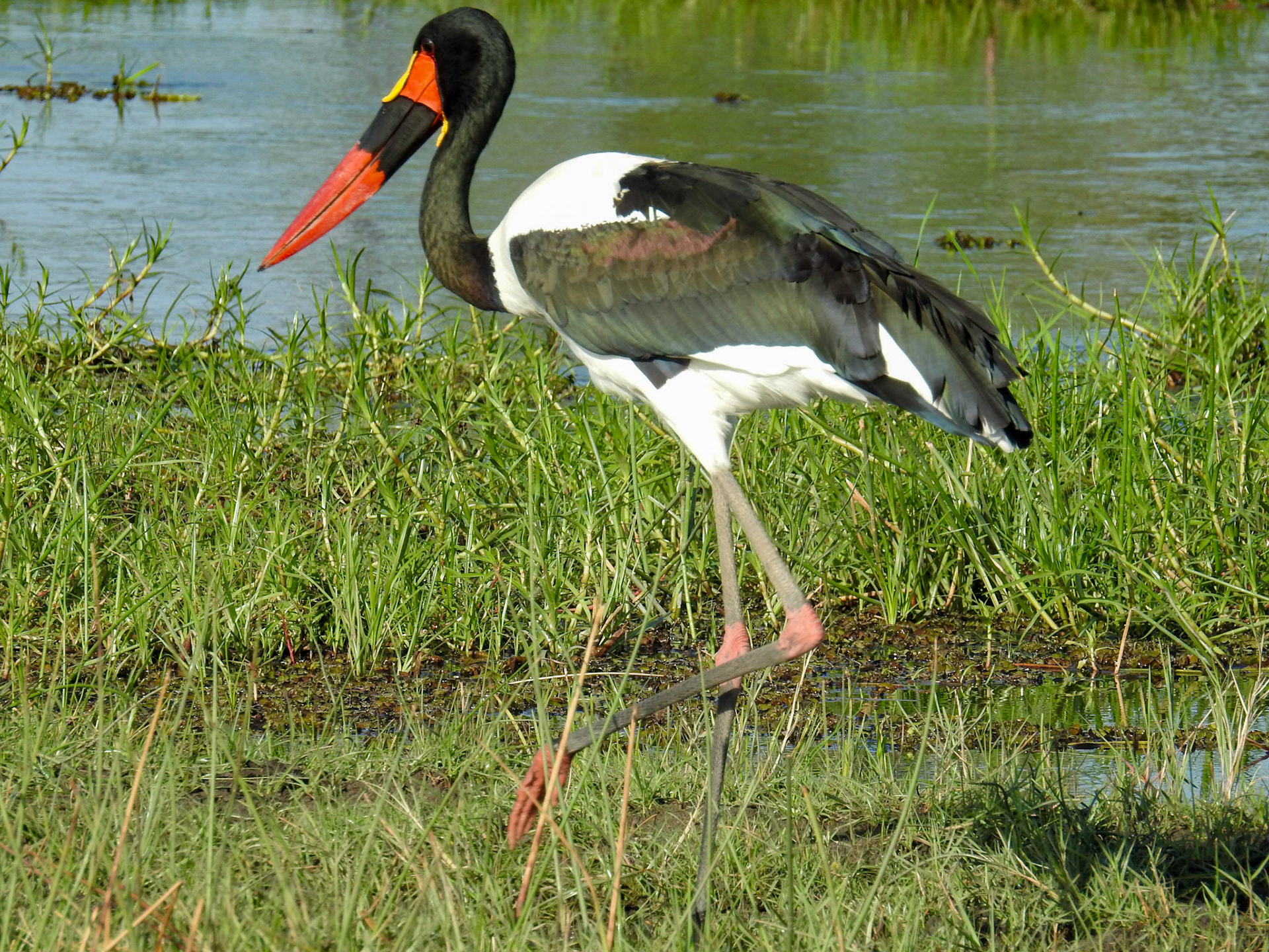 Saddle-Billed Stork