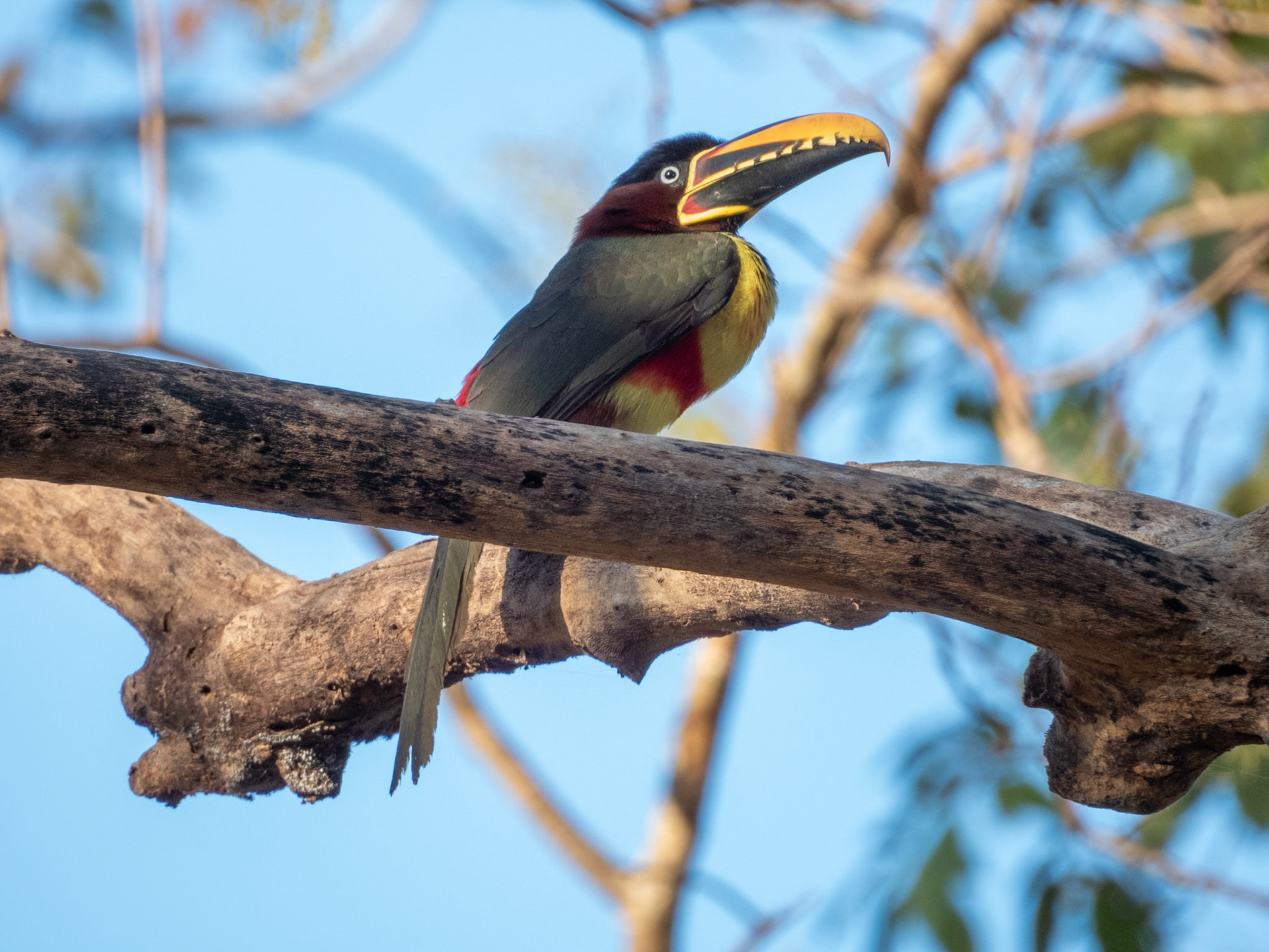 Chestnut-eared Aracari