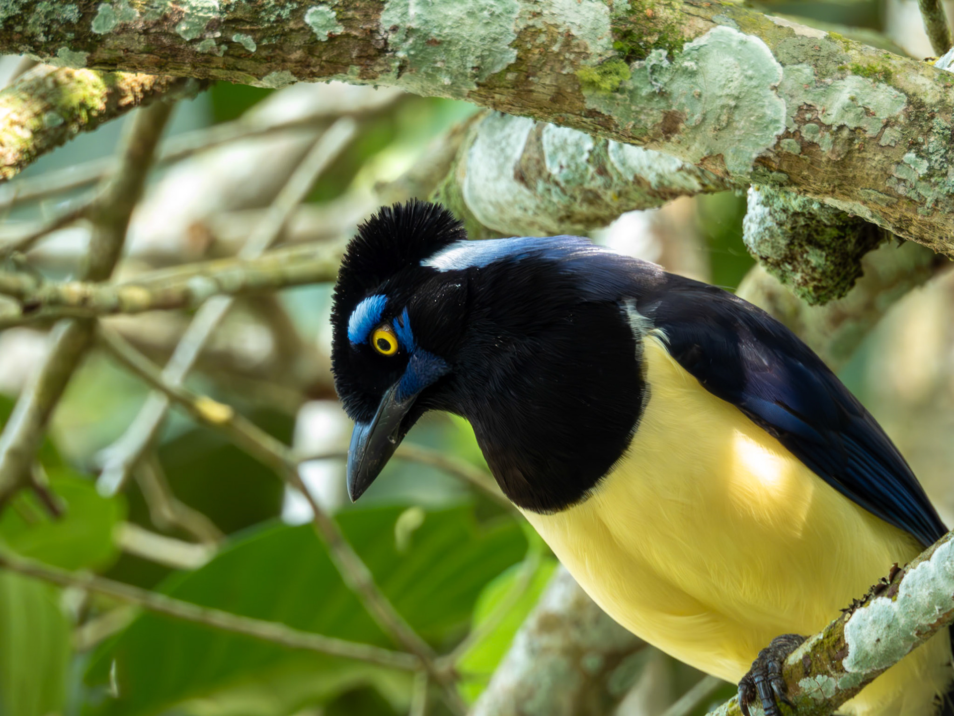 Plush-Crested Jay