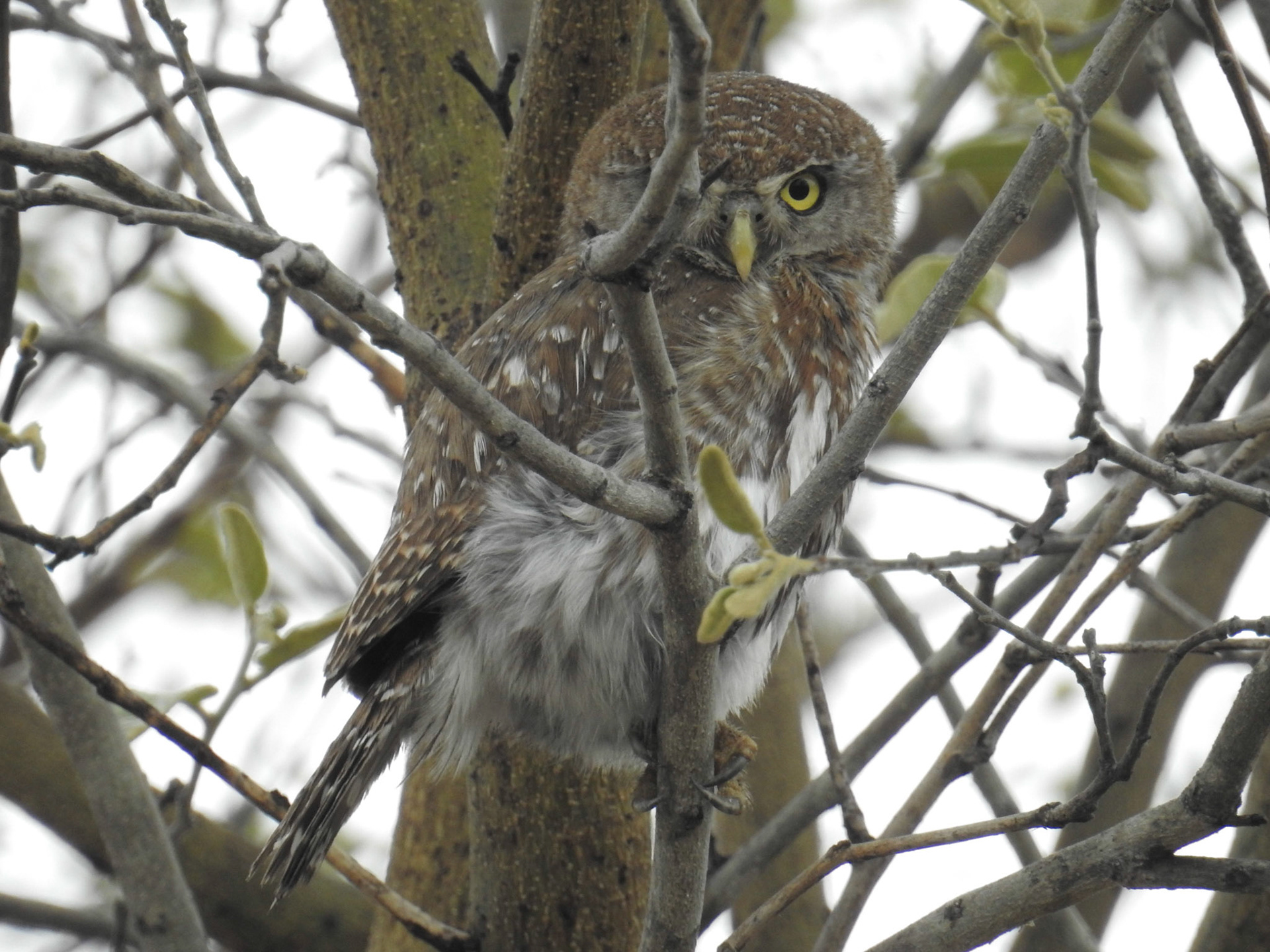 Pearl-spotted Owlet