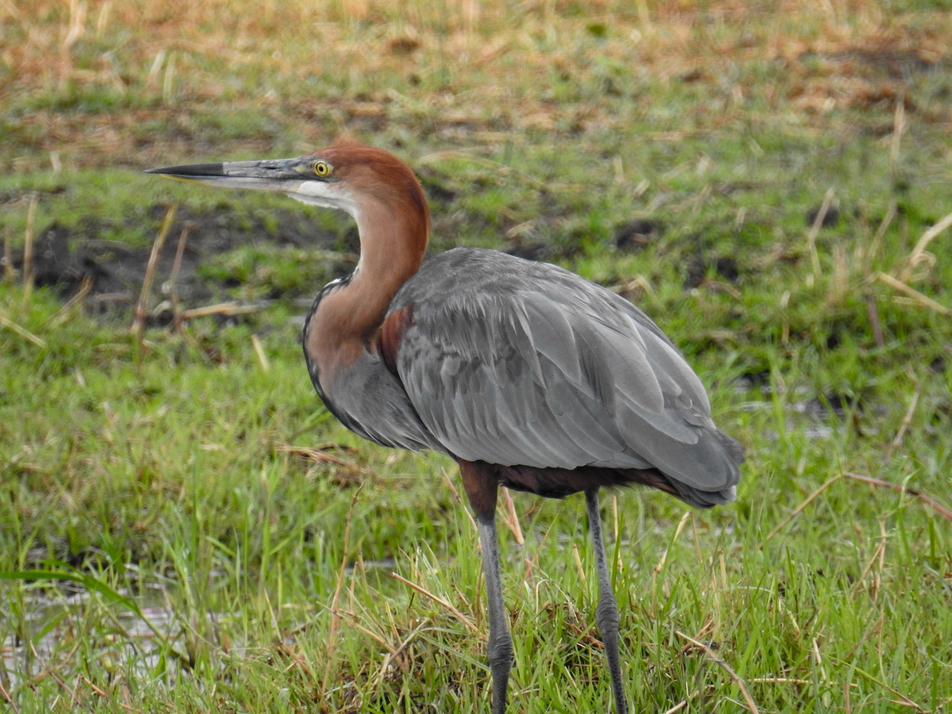 Purple Heron
