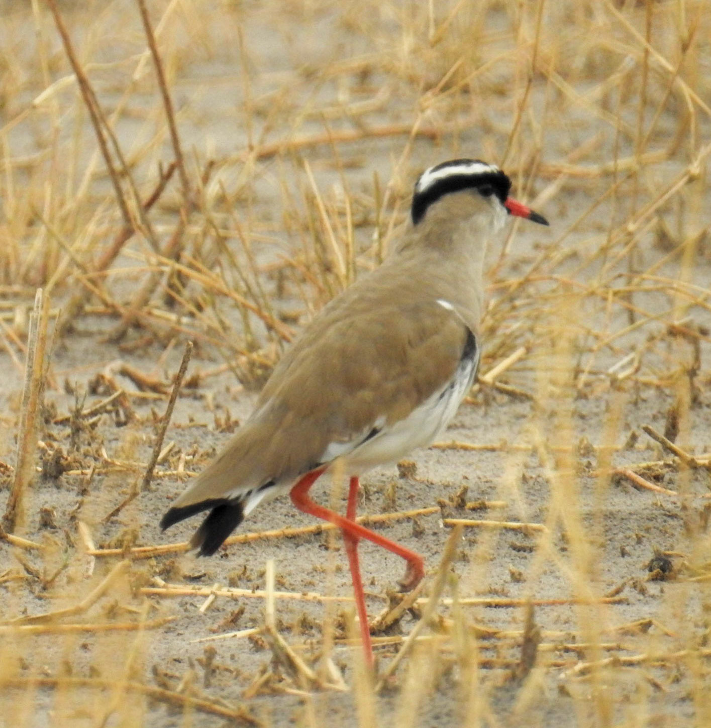 Crowned Lapwing