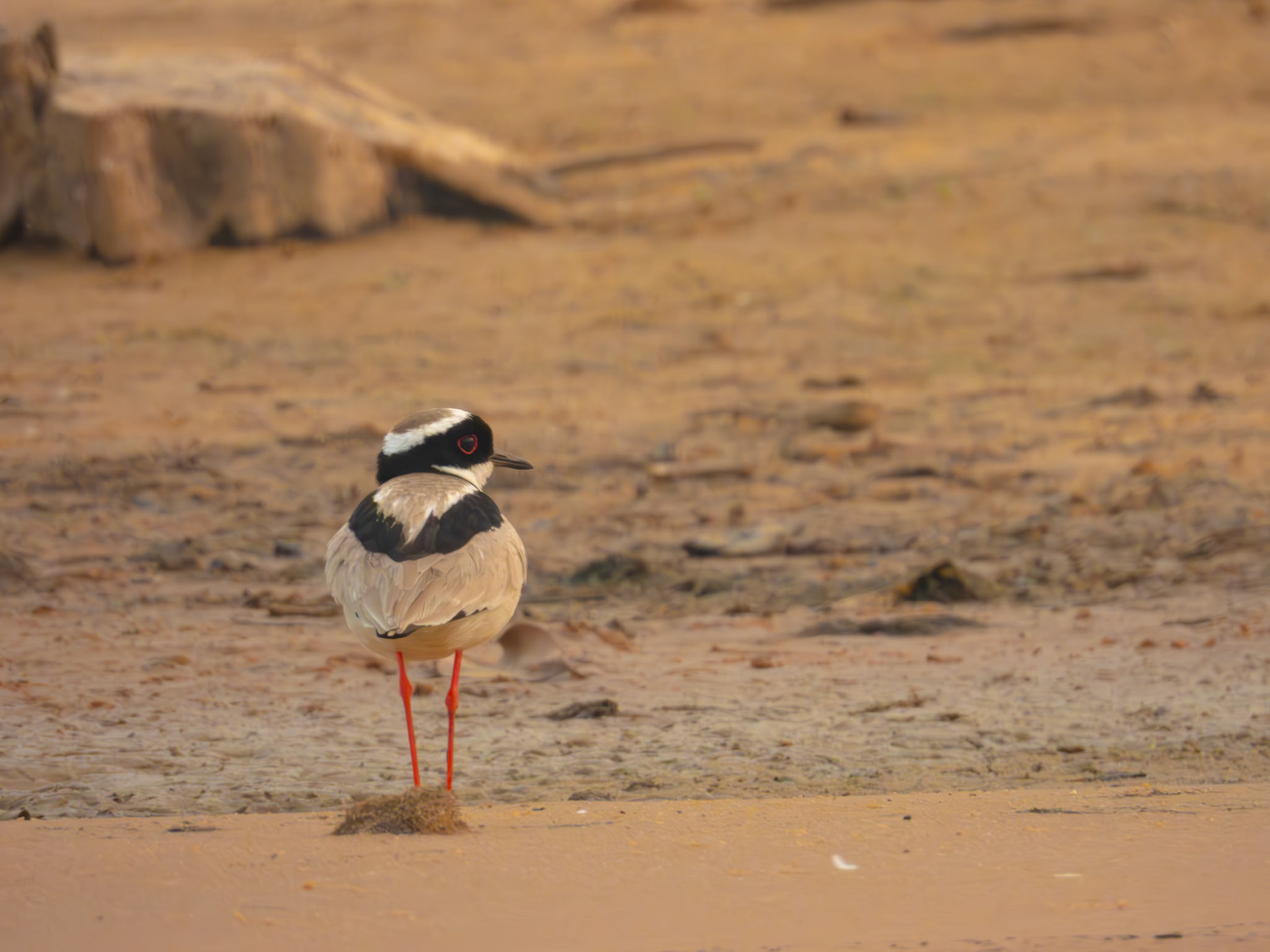 Pied Plover