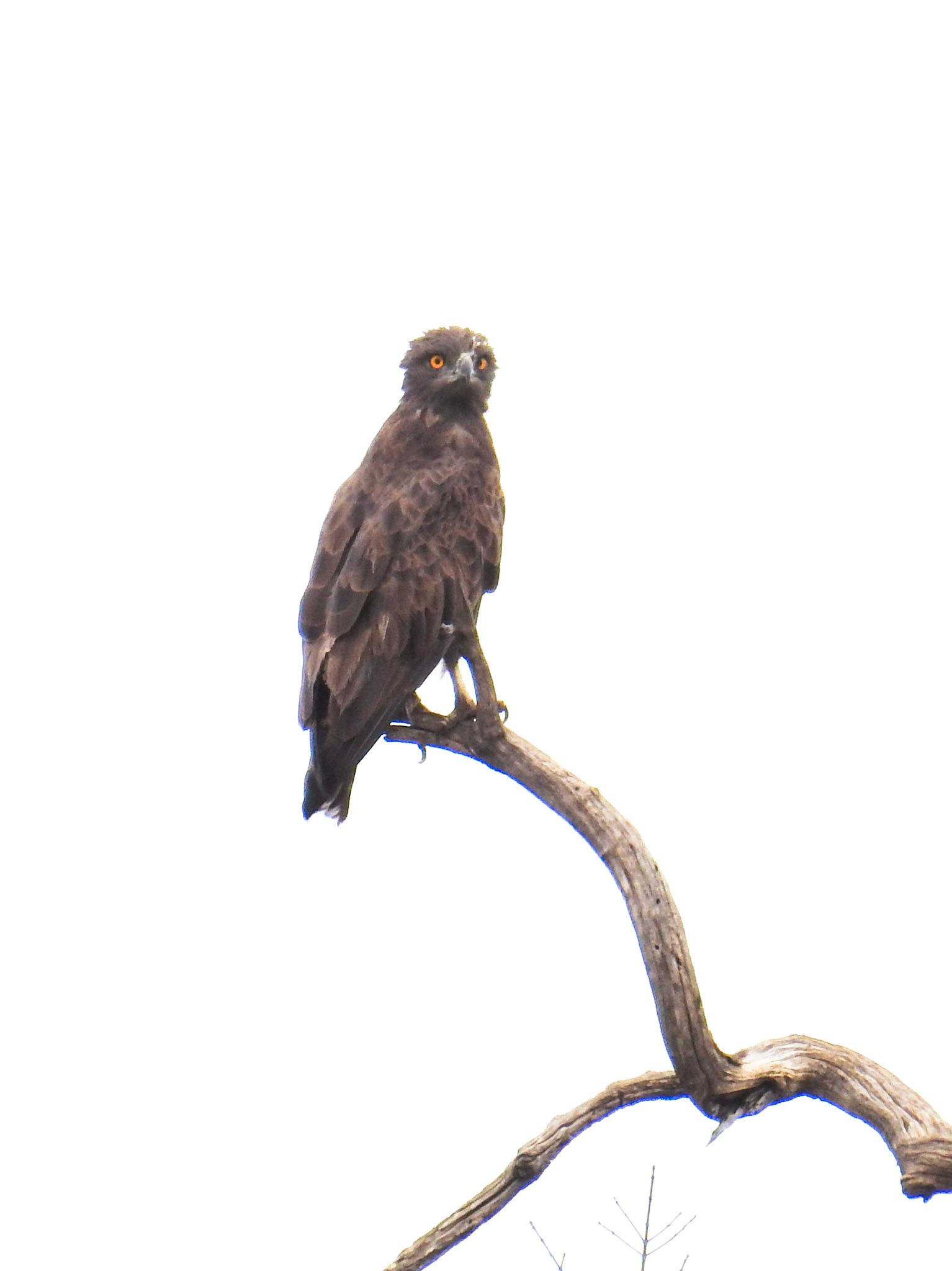Brown Snake Eagle
