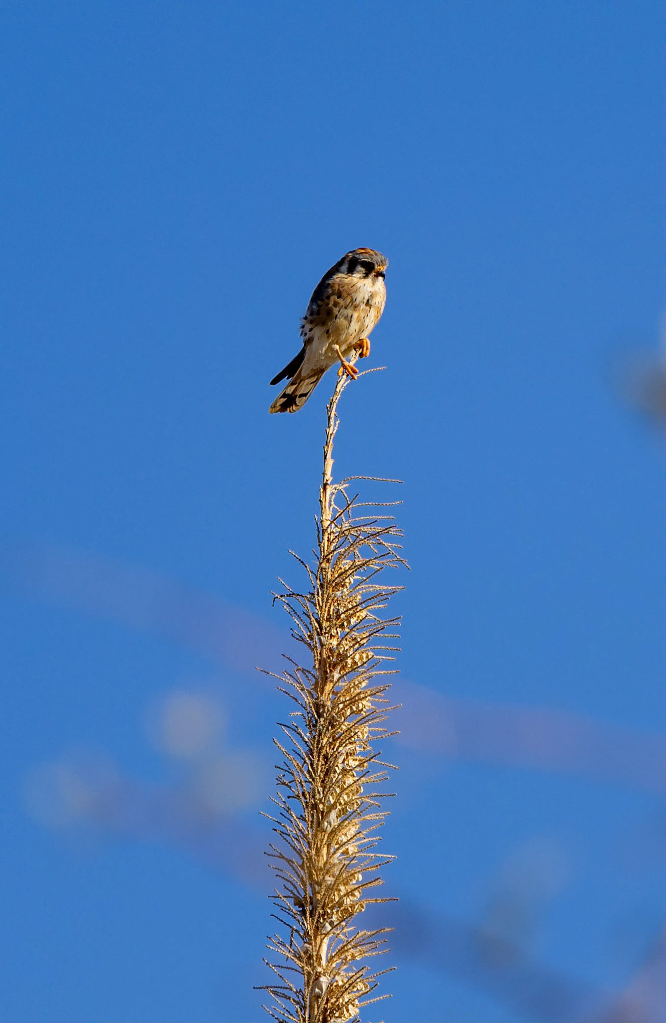 American Kestral