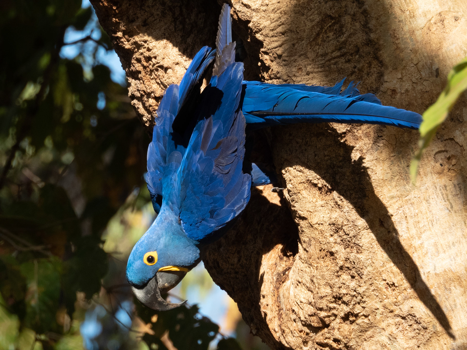 Hyacinth Macaw