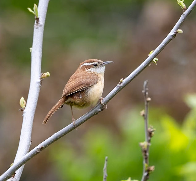 Carolina Wren