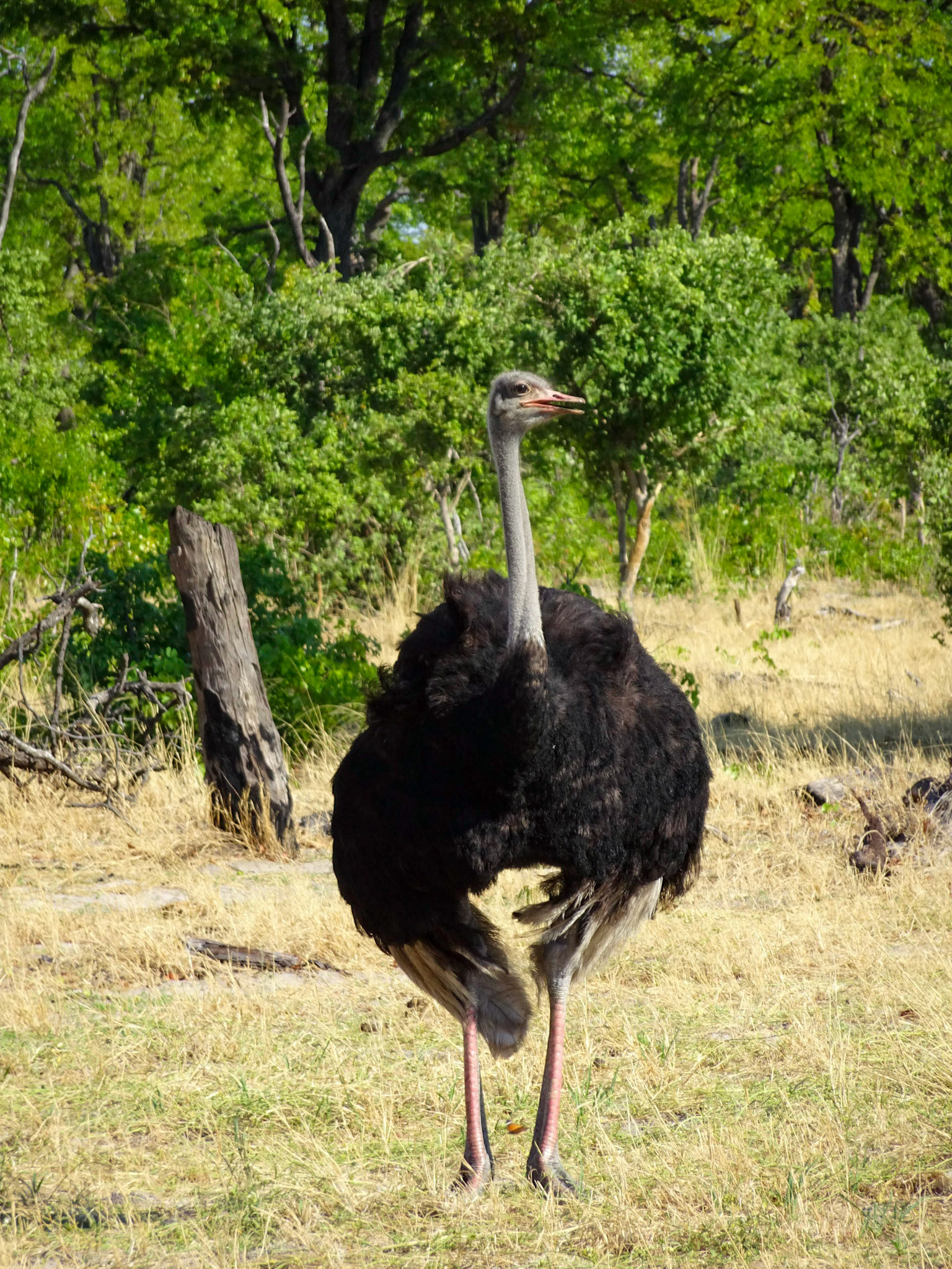 Common Ostrich