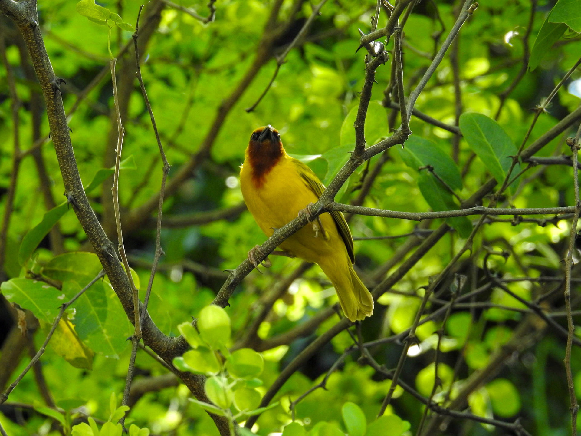 Southern Brown Throated Weaver