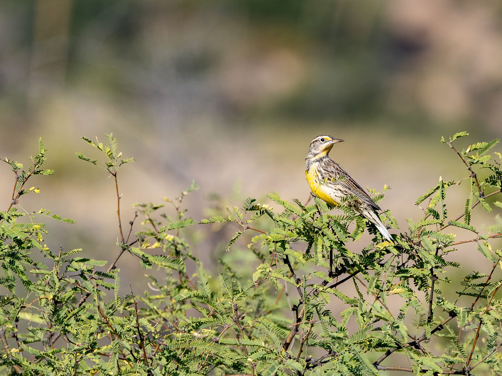 Western Meadowlark