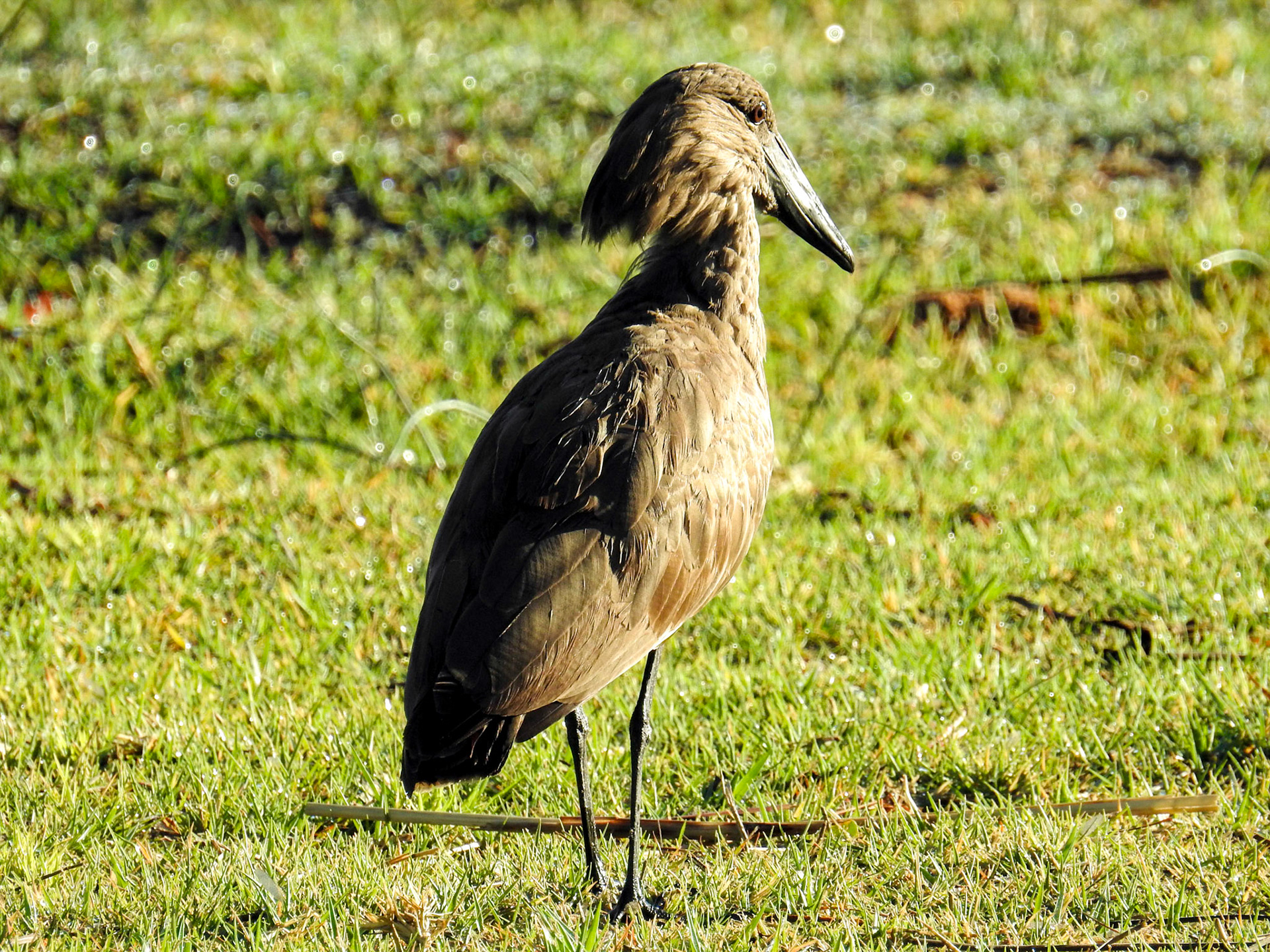 Hamerkop