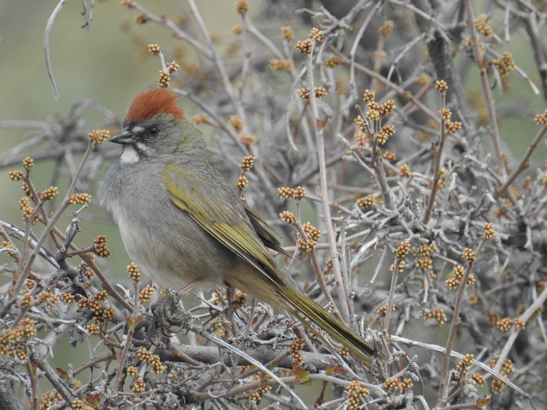 Green Tailed Towhee