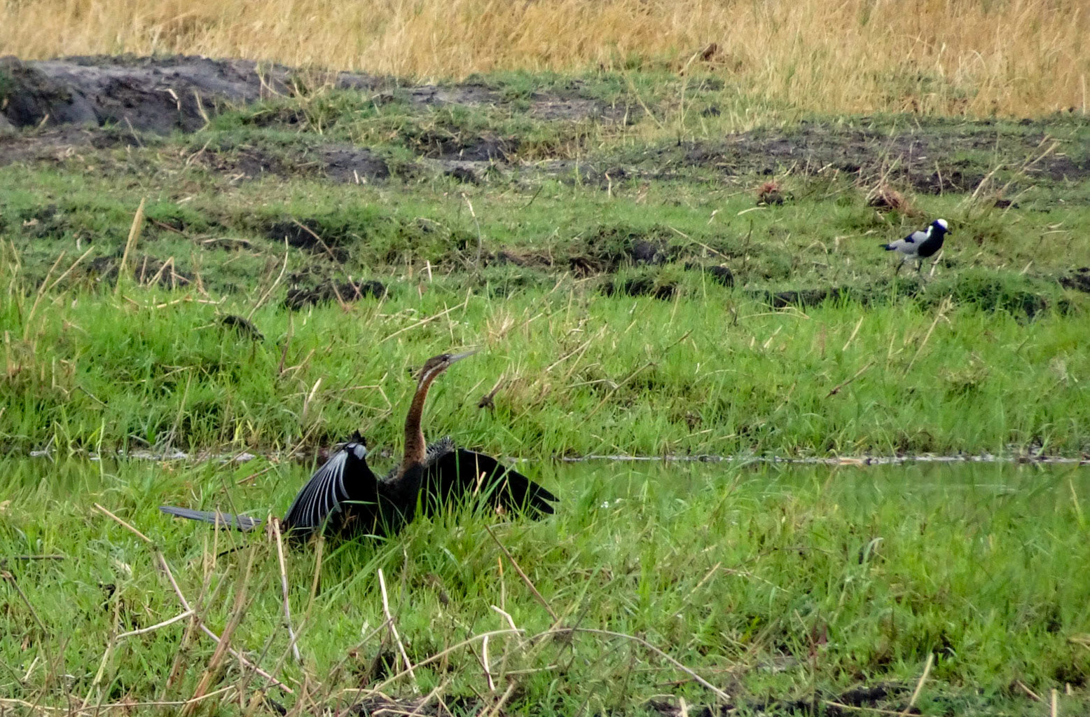 African Darter Blacksmith Lapwing in background