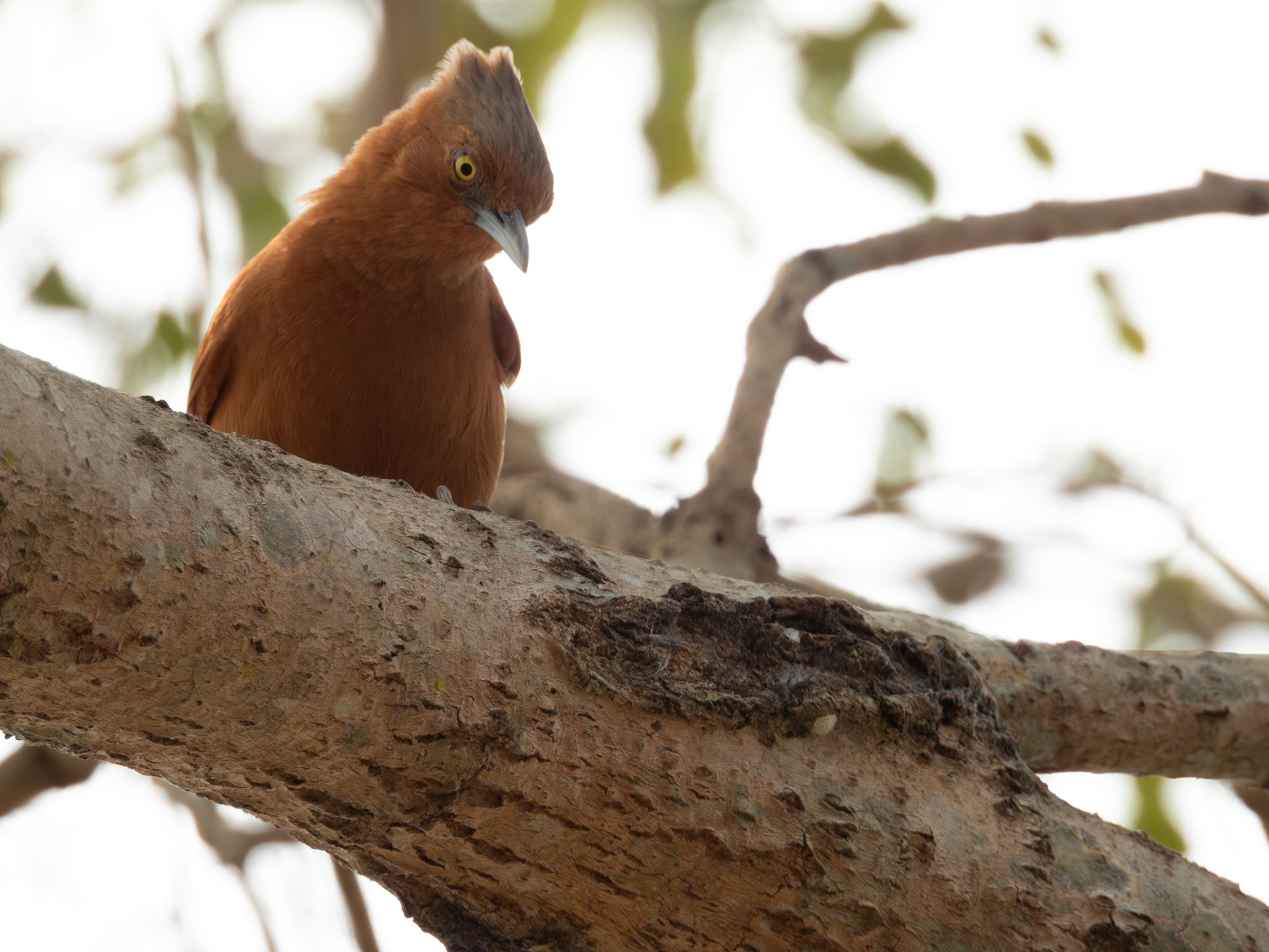 Rufous Cacholote