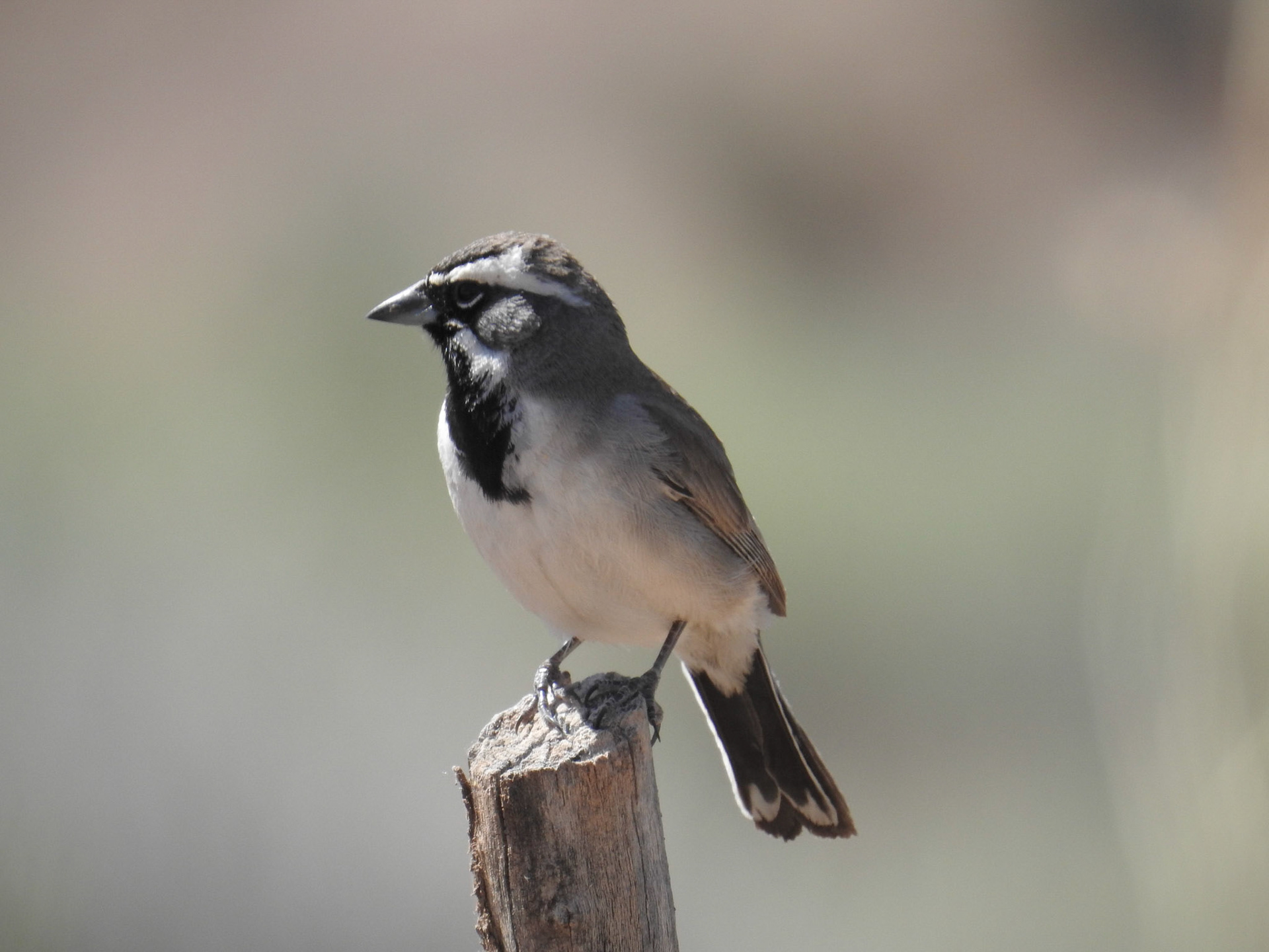 Black-throated Sparrow