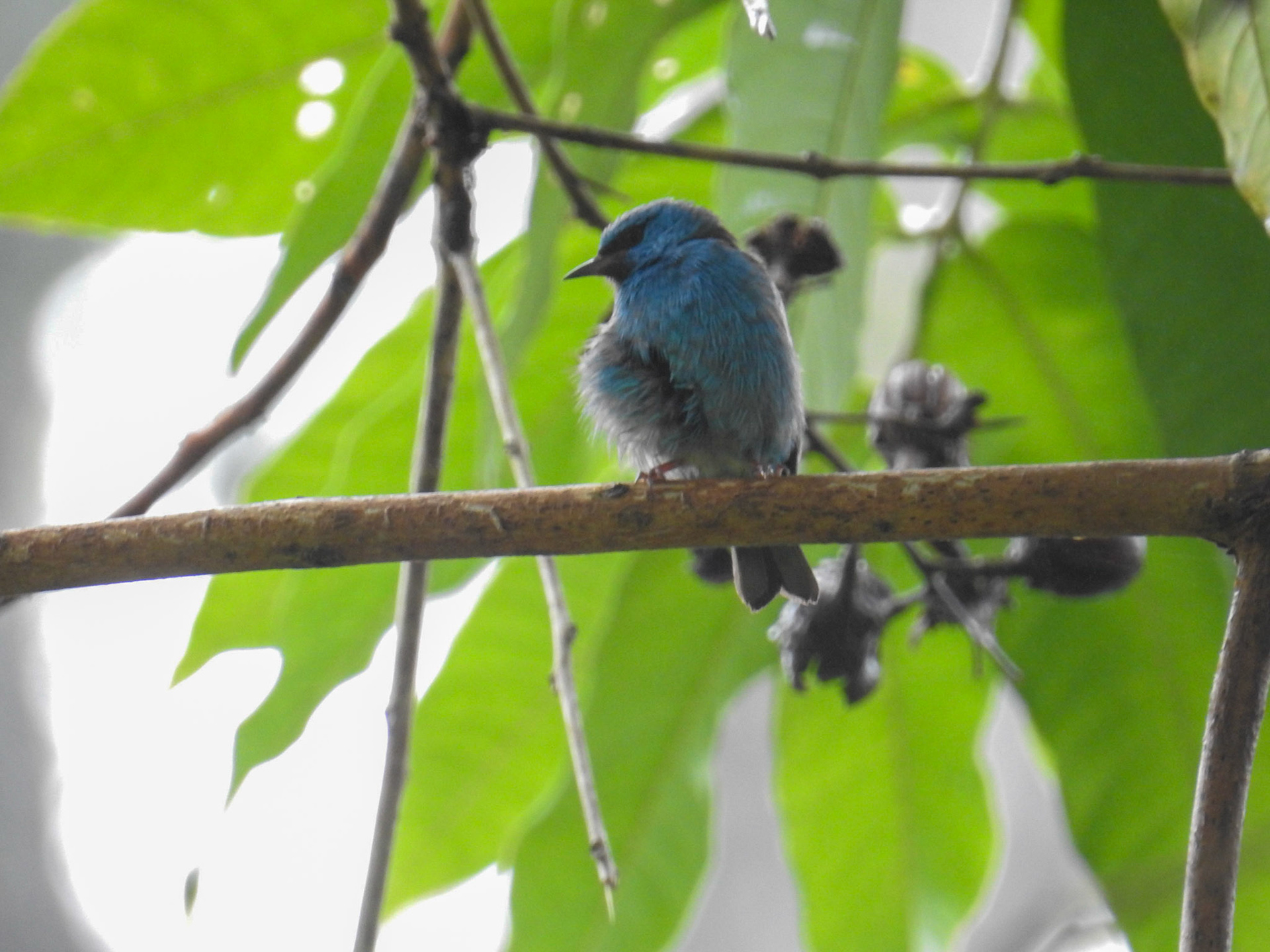 Blue Dacnis