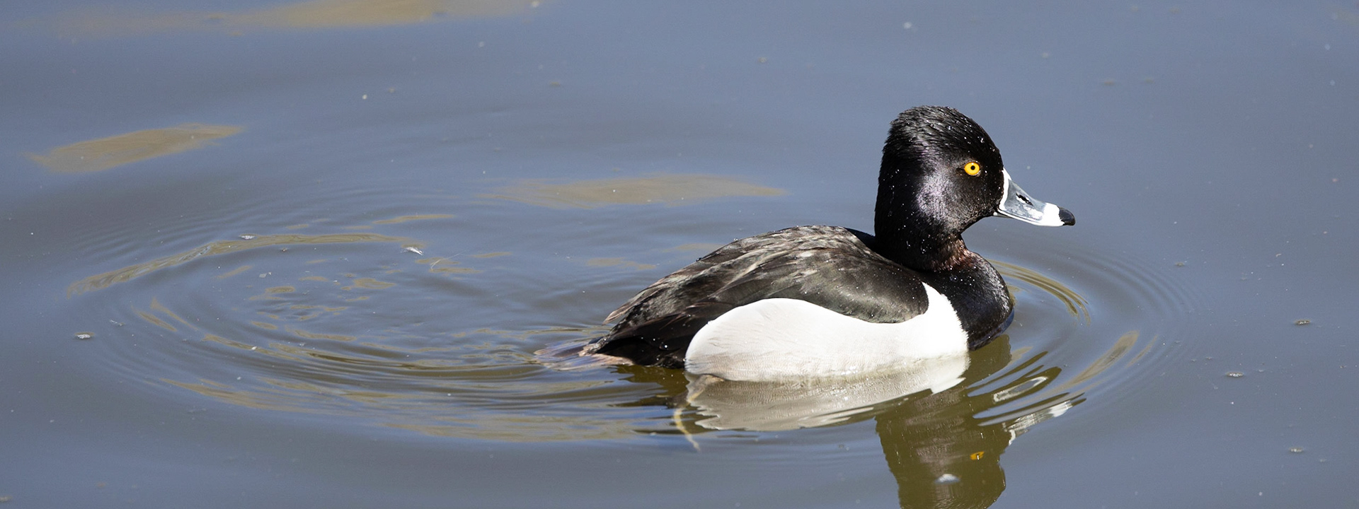 Ring-Necked Duck(M)