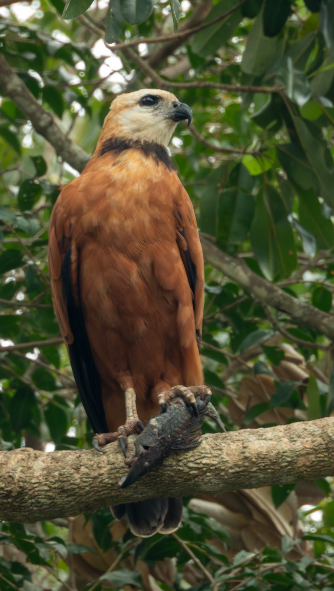 Black-collared Hawk