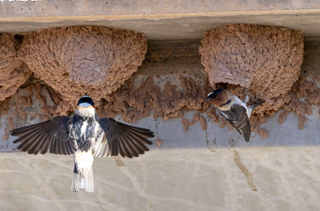 Cliff Swallow