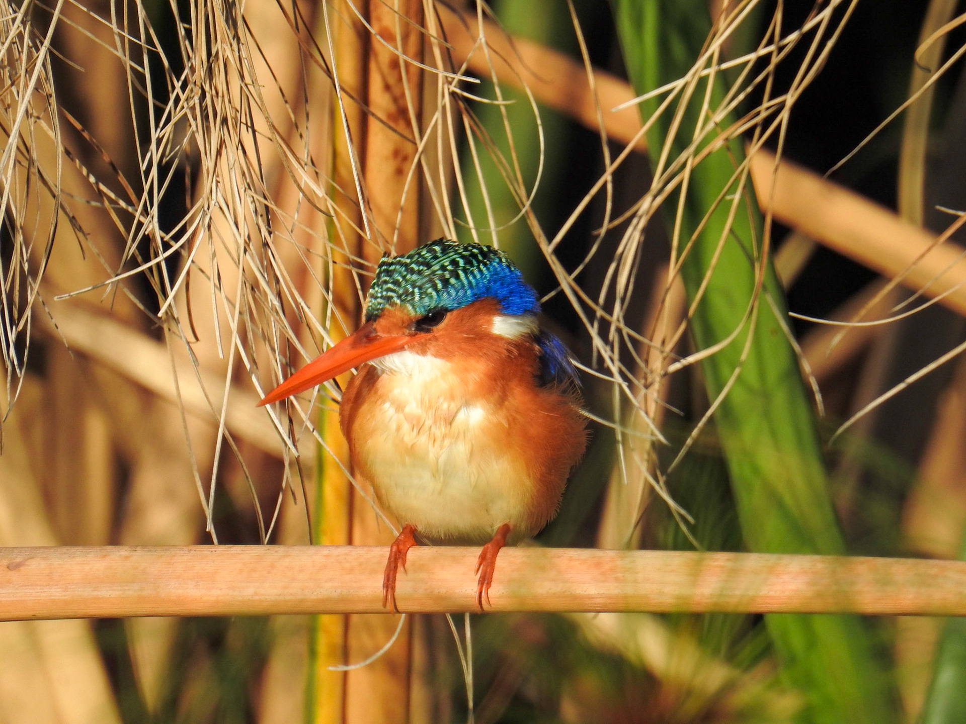 Malachite King Fisher