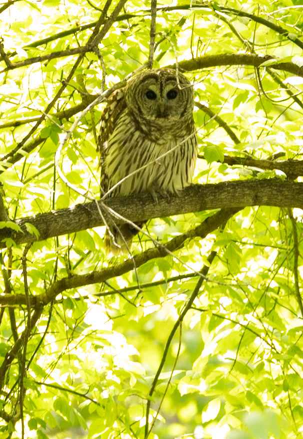 Barred Owl