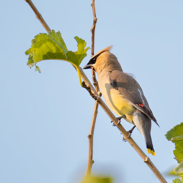 Cedar Waxwing