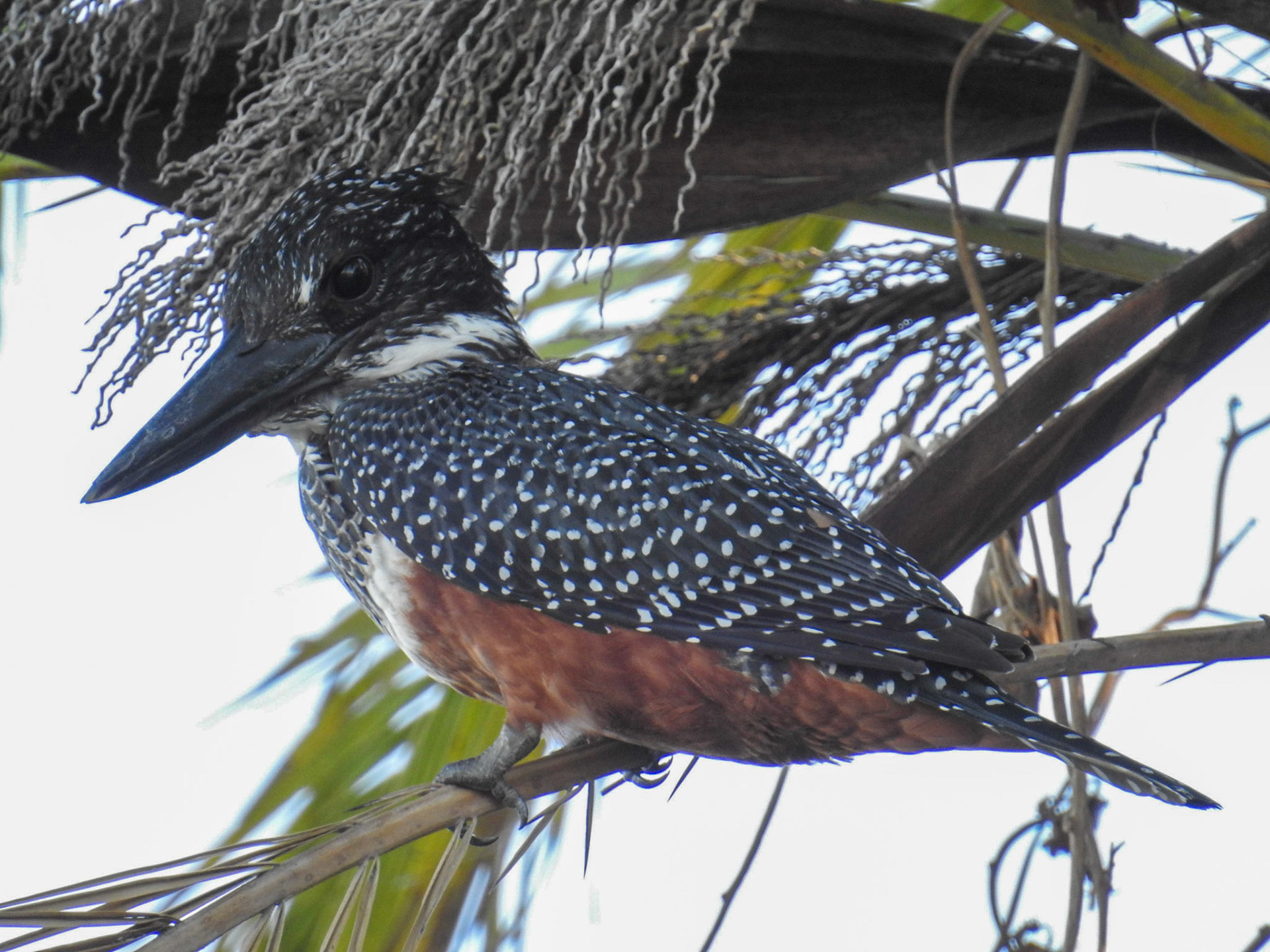 Giant Kingfisher