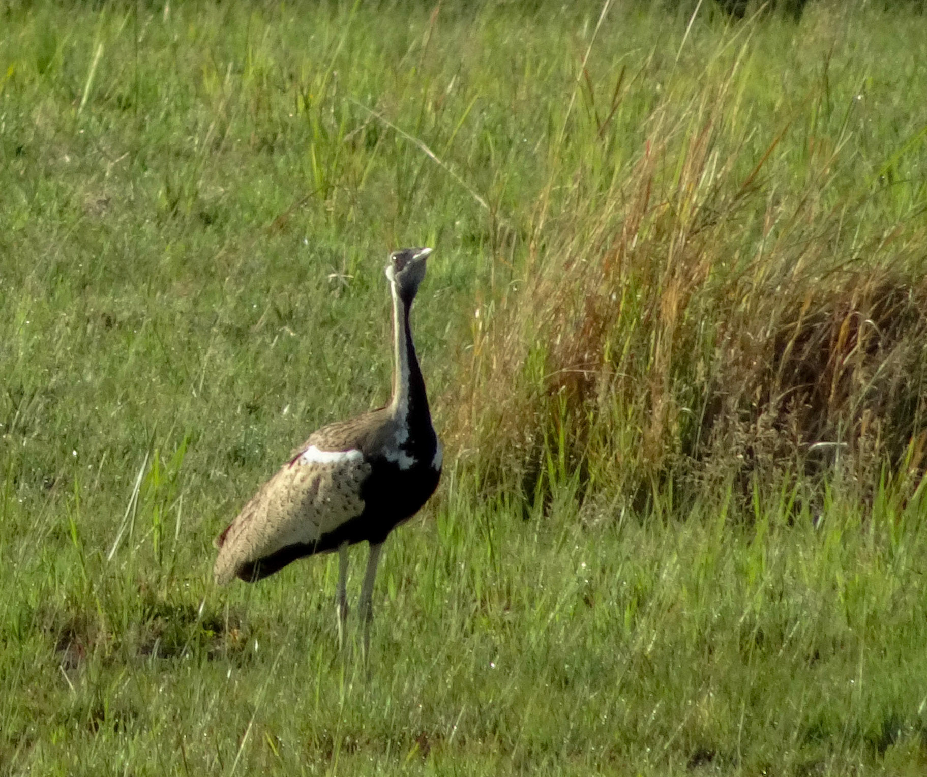 Northan Black Korhaan