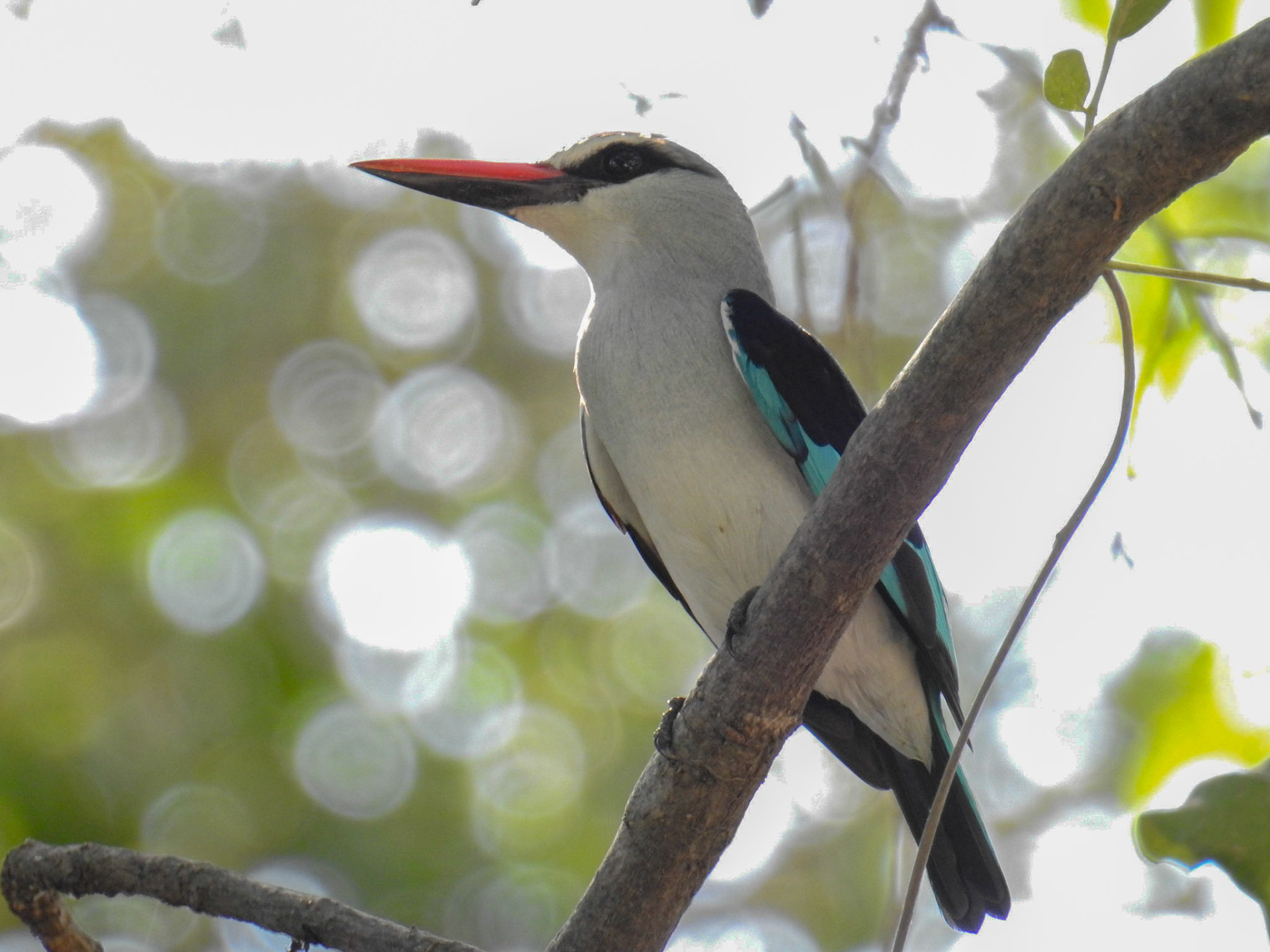 Woodland Kingfisher