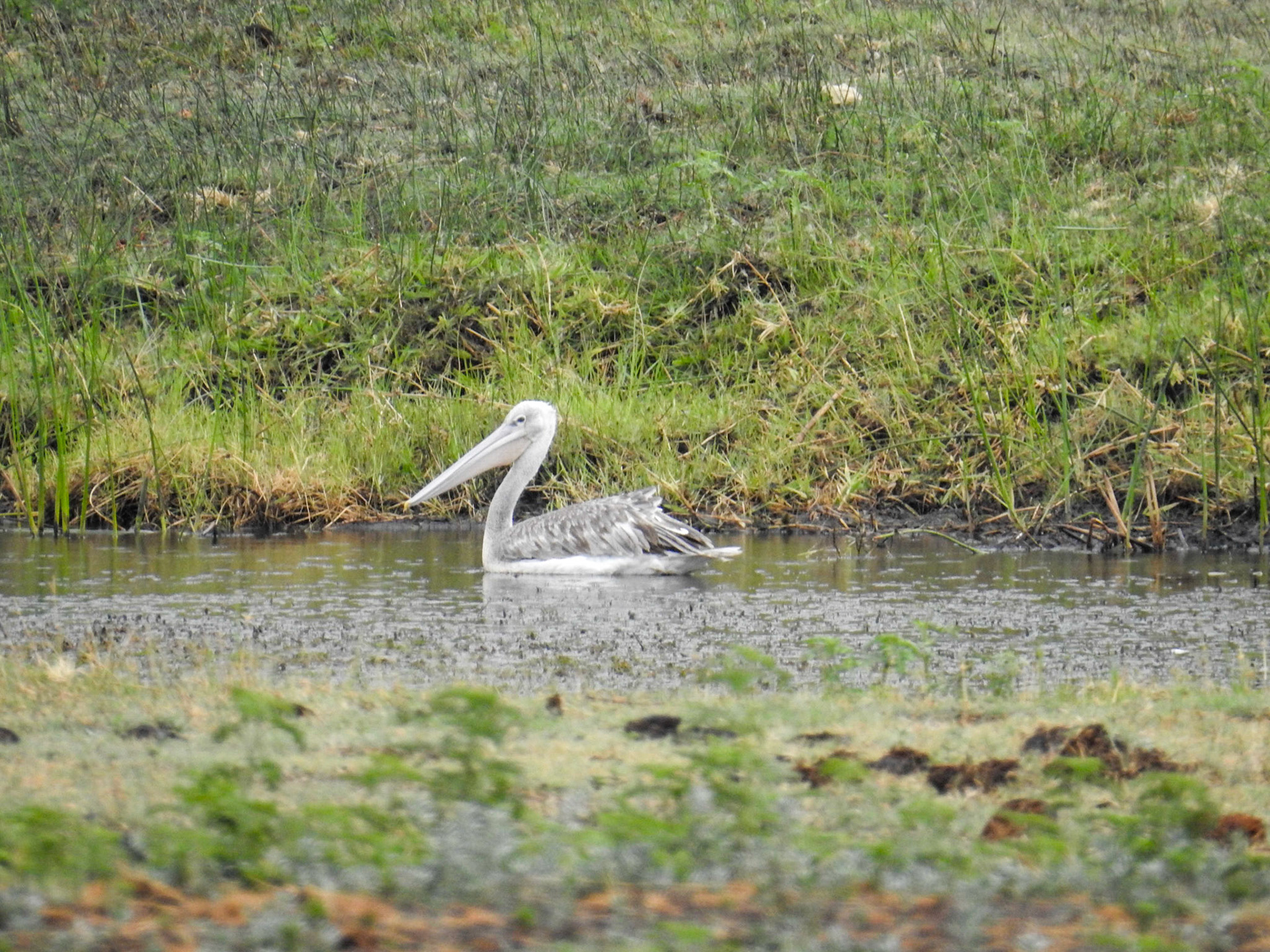 Great White Pelican