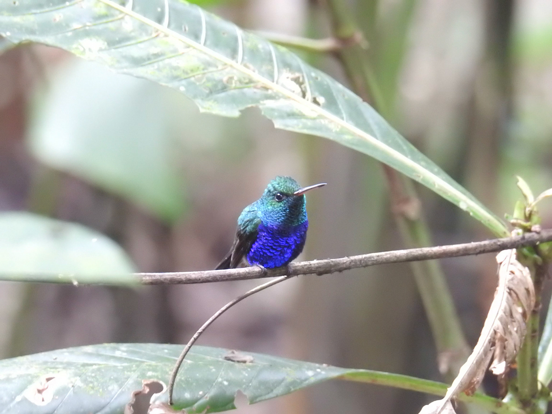 Violet-bellied Hummingbird