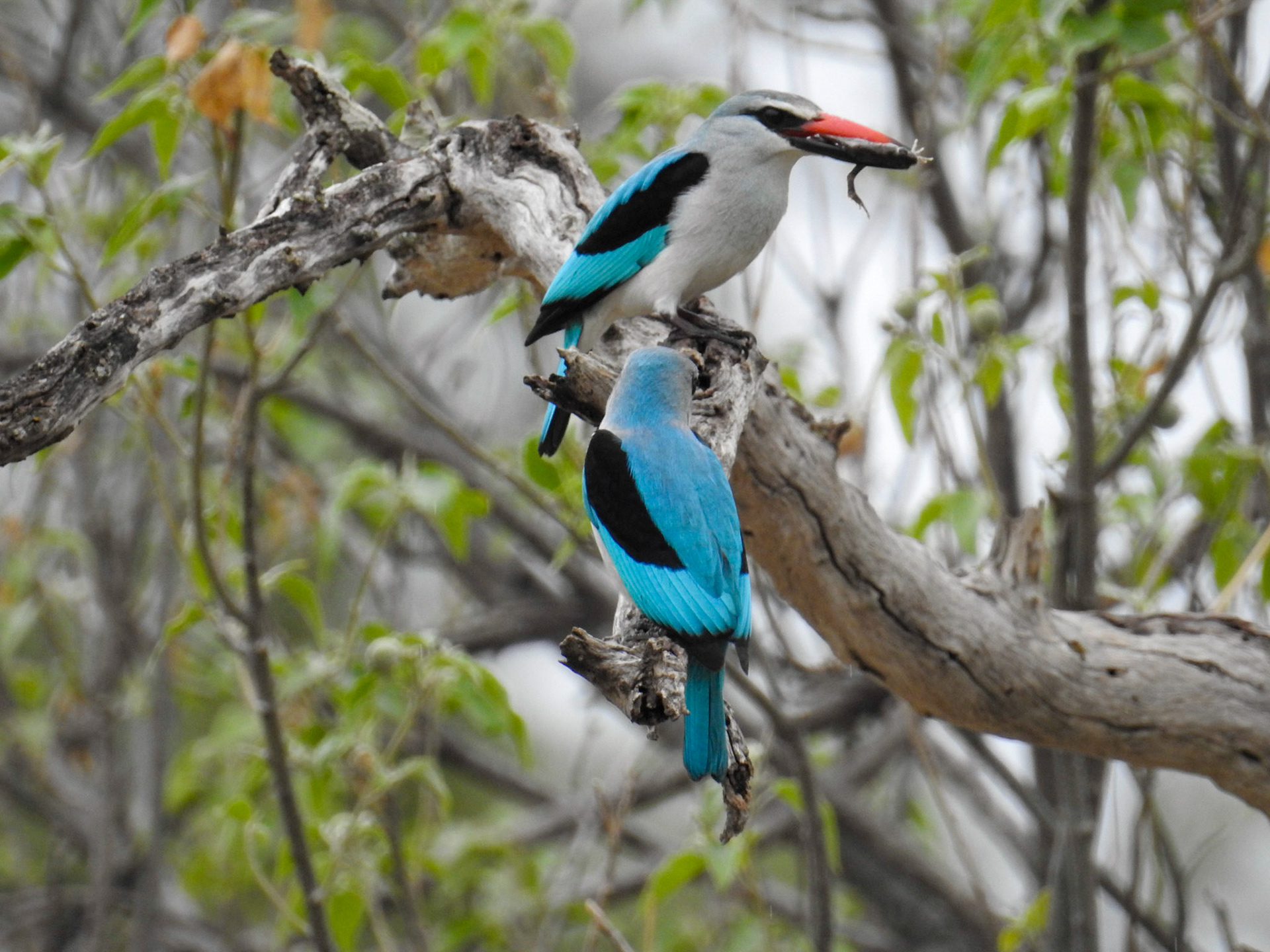 Woodland Kingfisher