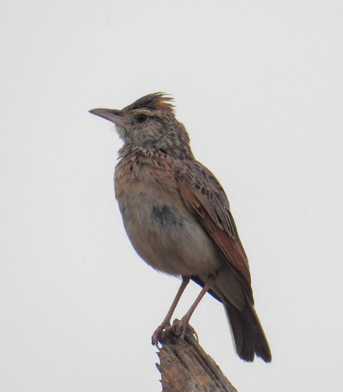Rufus-Naped Lark