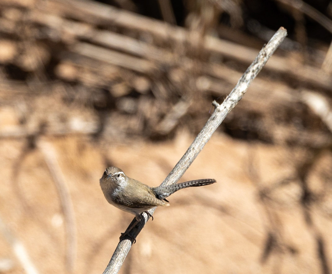 Bewix Wren